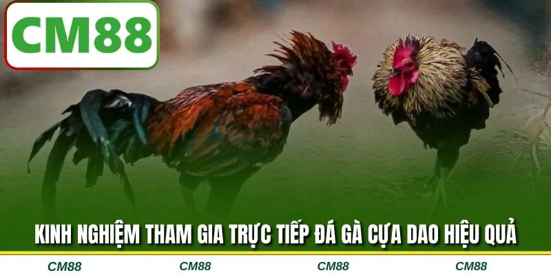 Kinh nghiệm tham gia trực tiếp đá gà cựa dao hiệu quả